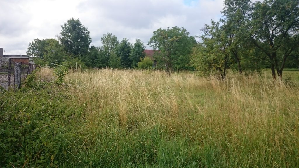 Zarośnięty teren przed koszeniem trawy